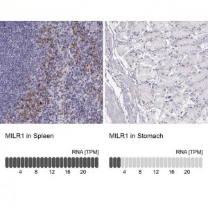 Anti-MILR1 antibody produced in rabbit 