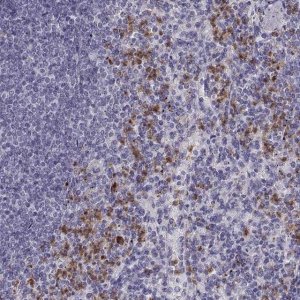 Anti-MILR1 antibody produced in rabbit 