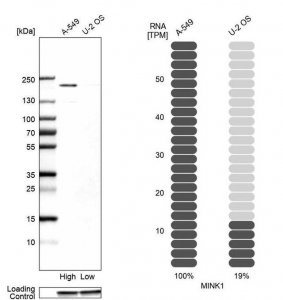 Anti-MINK1 antibody produced in rabbit 