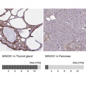 Anti-MINOS1 antibody produced in rabbit 