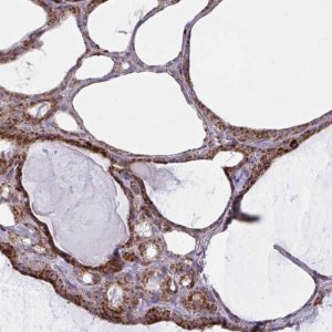 Anti-MINOS1 antibody produced in rabbit 