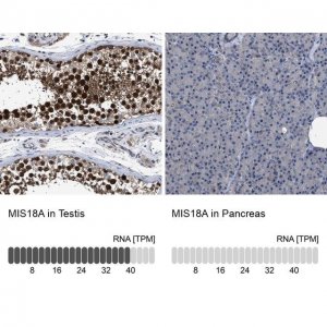 Anti-MIS18A antibody produced in rabbit HPA020585-100UL