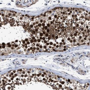 Anti-MIS18A antibody produced in rabbit HPA020585-100UL