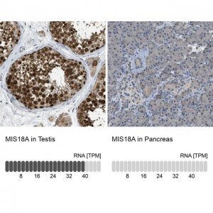 Anti-MIS18A antibody produced in rabbit HPA018286-100UL