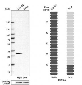 Anti-MIS18A antibody produced in rabbit HPA018286-100UL