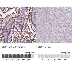 Anti-MISP antibody produced in rabbit 