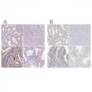 Anti-MISP antibody produced in rabbit 