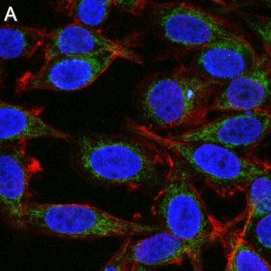 Anti-Mitofusin-2 Antibody, clone 2D19 ZooMAb Rabbit Monoclonal 
