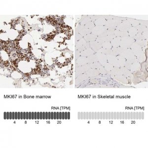 Anti-MKI67 antibody produced in rabbit 