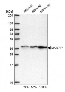 Anti-MKI67IP antibody produced in rabbit 