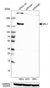 Anti-MKL1 antibody produced in rabbit 
