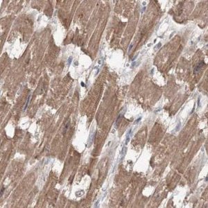 Anti-MKRN2 antibody produced in rabbit 