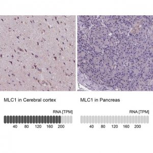 Anti-MLC1 antibody produced in rabbit 
