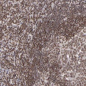 Anti-MLLT3 antibody produced in rabbit 