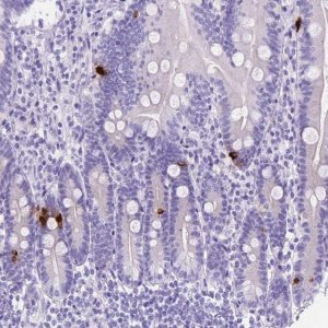 Anti-MLN antibody produced in rabbit 