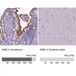 Anti-MME antibody produced in rabbit 