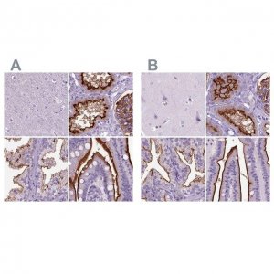 Anti-MME antibody produced in rabbit 