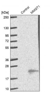 Anti-MMGT1 antibody produced in rabbit 