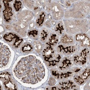Anti-MMGT1 antibody produced in rabbit 