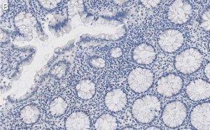 Anti-MMP14 Antibody, clone LEM-2/15.8 ZooMAb Mouse Monoclonal 