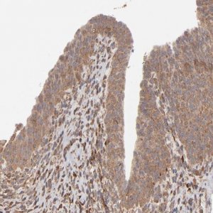 Anti-MMP2 antibody produced in rabbit 