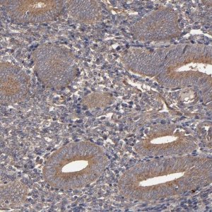 Anti-MMP2 antibody produced in rabbit 