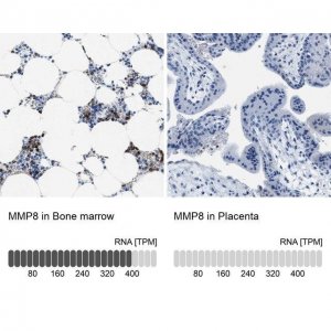 Anti-MMP8 antibody produced in rabbit 