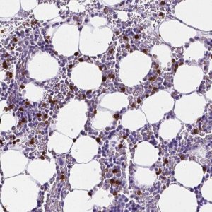 Anti-MMP9 antibody produced in rabbit 