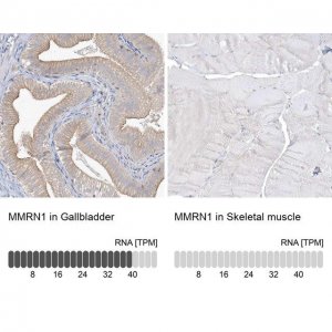 Anti-MMRN1 antibody produced in rabbit 