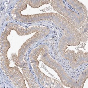 Anti-MMRN1 antibody produced in rabbit 