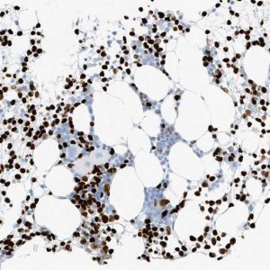 Anti-MNDA antibody produced in rabbit 