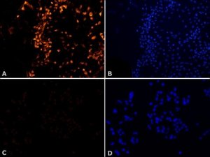 Anti-MNK2 (N-terminal) antibody produced in rabbit 