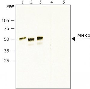Anti-MNK2 (N-terminal) antibody produced in rabbit 