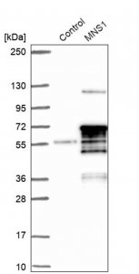 Anti-MNS1 antibody produced in rabbit 
