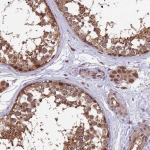 Anti-MNS1 antibody produced in rabbit 