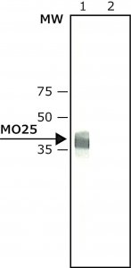 Anti-MO25 (C-terminus) antibody produced in rabbit 