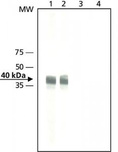 Anti-MO25 (C-terminus) antibody produced in rabbit 