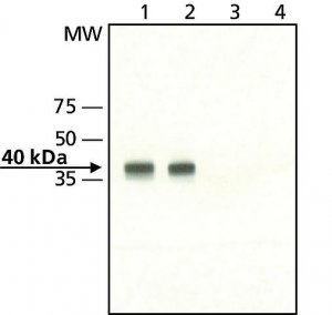 Anti-MO25 antibody produced in rabbit 