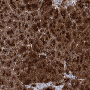 Anti-MOCS2 antibody produced in rabbit HPA037679-100UL