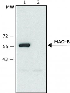 Anti-Monoamine Oxidase B (C-terminal) antibody produced in rabbit 