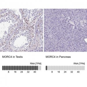 Anti-MORC4 antibody produced in rabbit 