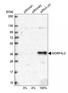 Anti-MORF4L2 antibody produced in rabbit 