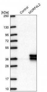 Anti-MORF4L2 antibody produced in rabbit 