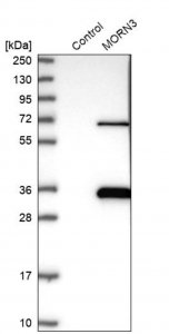 Anti-MORN3 antibody produced in rabbit 