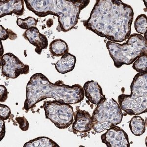 Anti-MORN3 antibody produced in rabbit 