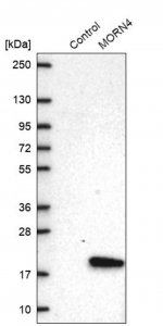 Anti-MORN4 antibody produced in rabbit 