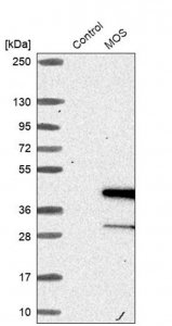 Anti-MOS antibody produced in rabbit 