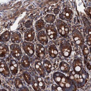 Anti-MOS antibody produced in rabbit 