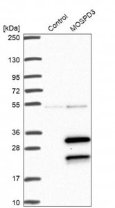Anti-MOSPD3 antibody produced in rabbit 