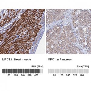 Anti-MPC1 antibody produced in rabbit 